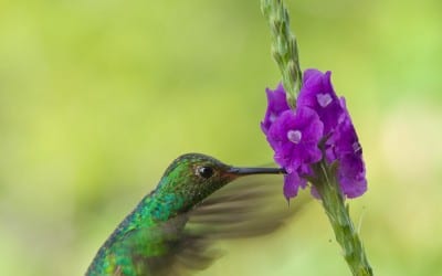 News Flash: Great light makes better photos!