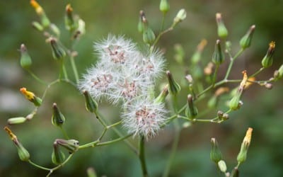 Olympus E-M5: In the Field… Macro mode with the 12-50mm “kit” lens