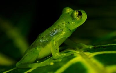 In the wild with the Olympus FL-600r Flash