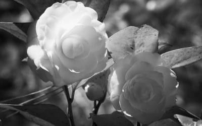 Top 5 Things I Learned About Photography in 2012