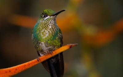 Back-Button focus on the Olympus OM-D E-M5