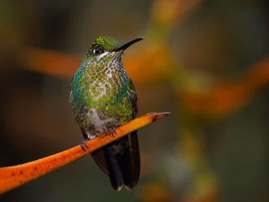 Costa-Rica-Hummingbird