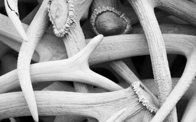 Notes from the Wild West