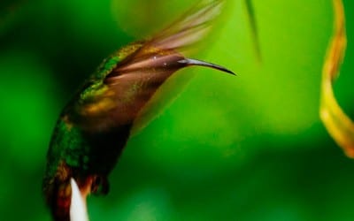 Custom white balance in your LUMIX camera